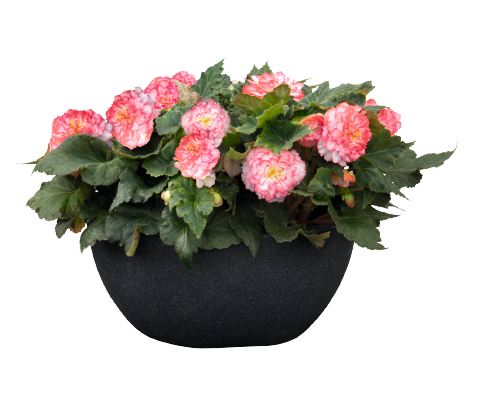 BEGONIA NON-STOP ROSE PICOTEE 6 PACK