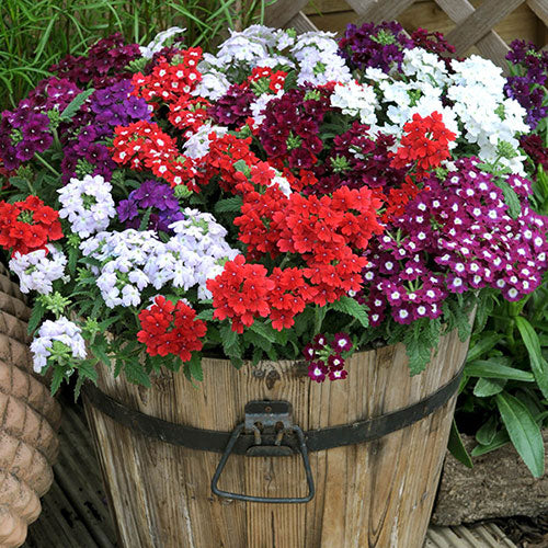 VERBENA MIX 20 PACK
