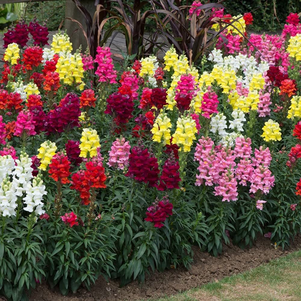 ANTIRRHINUM MIX 6 PACK