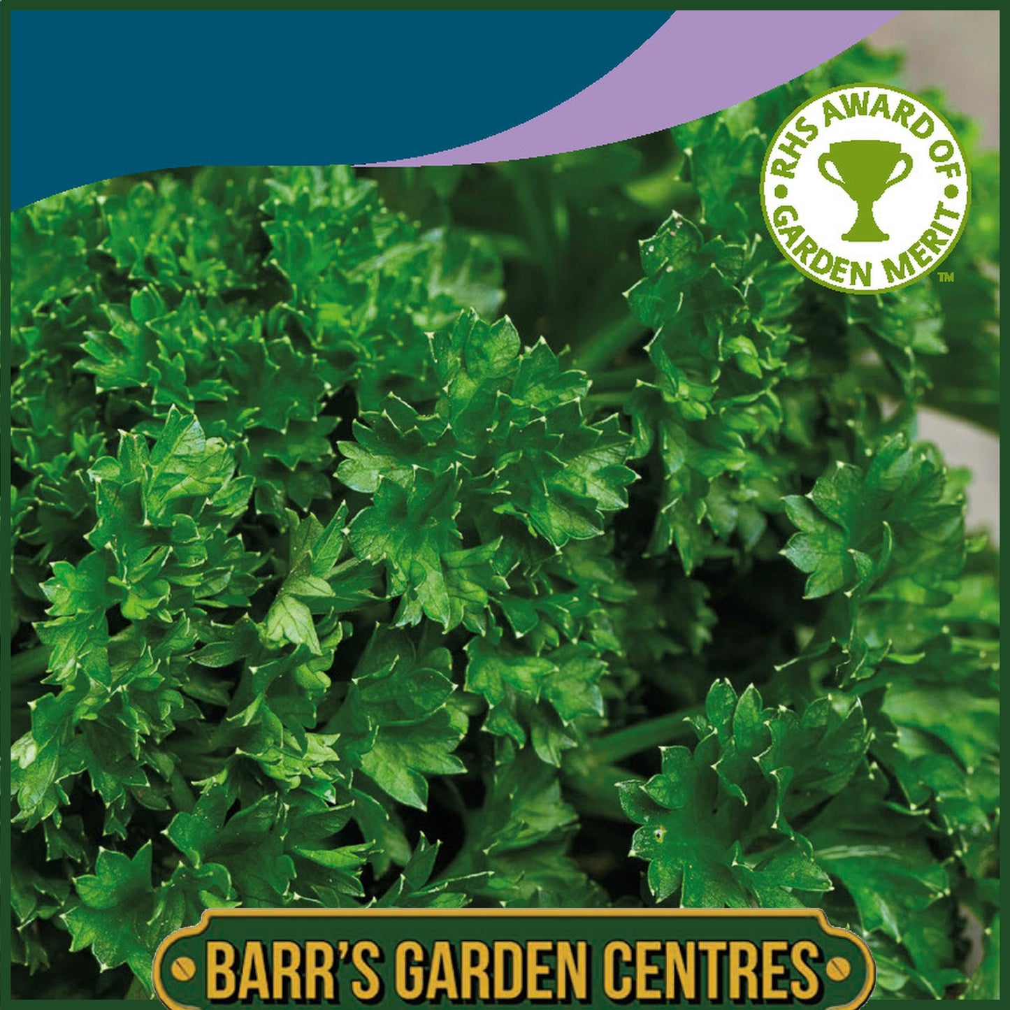 Johnsons - Herb - Parsley Moss Curled 2 - 750 Seeds