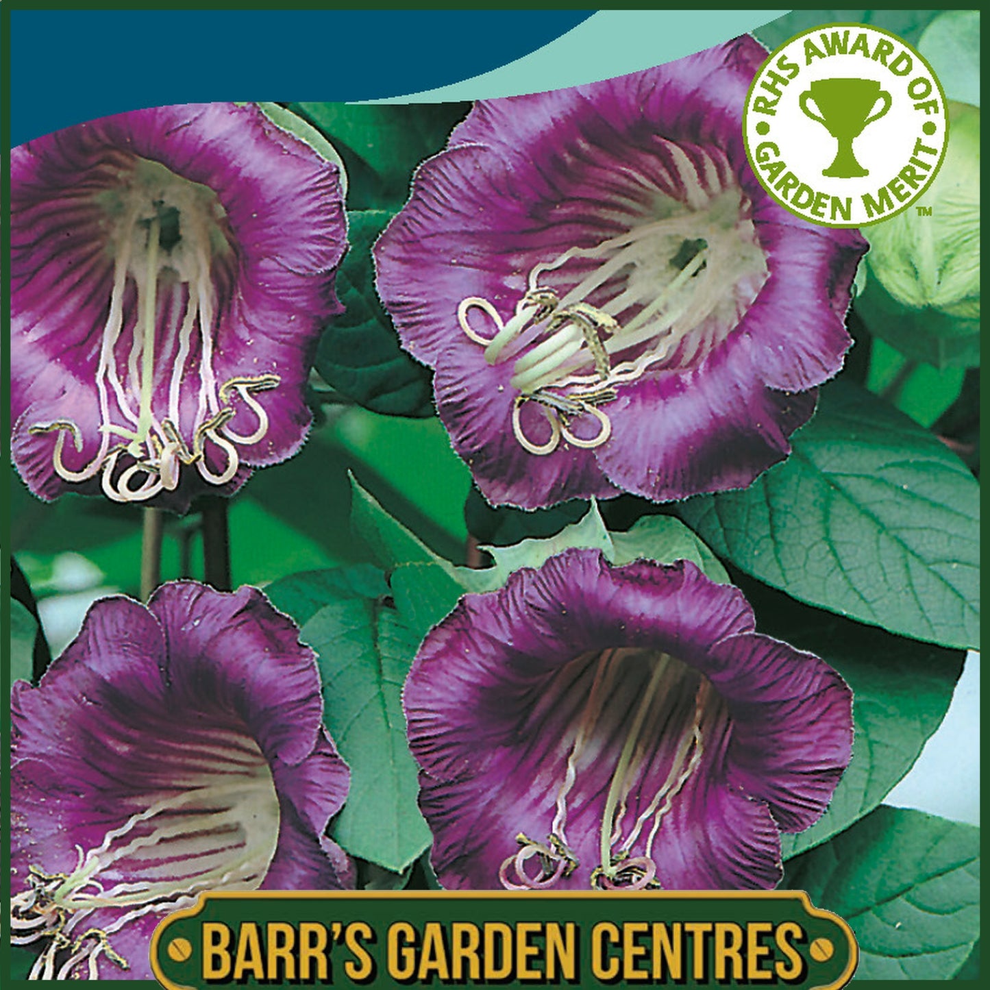 Johnsons - Cobaea Cathedral Bells - 20 Seeds