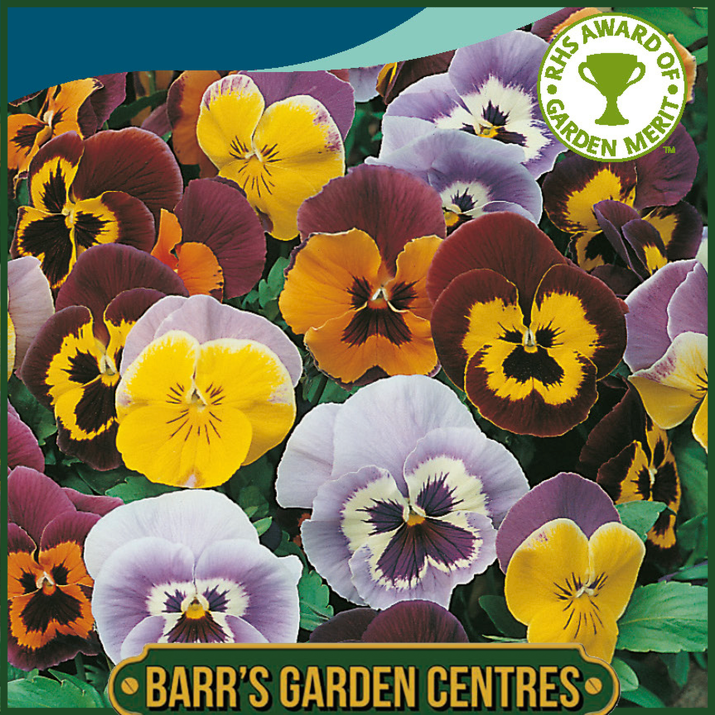 Johnsons - Pansy Joker Mix F2 - 45 Seeds