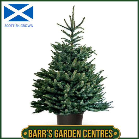 BLUE SPRUCE - POT GROWN REAL CHRISTMAS TREE -  SIZE: 60cm - 80cm (2ft-2.5ft)