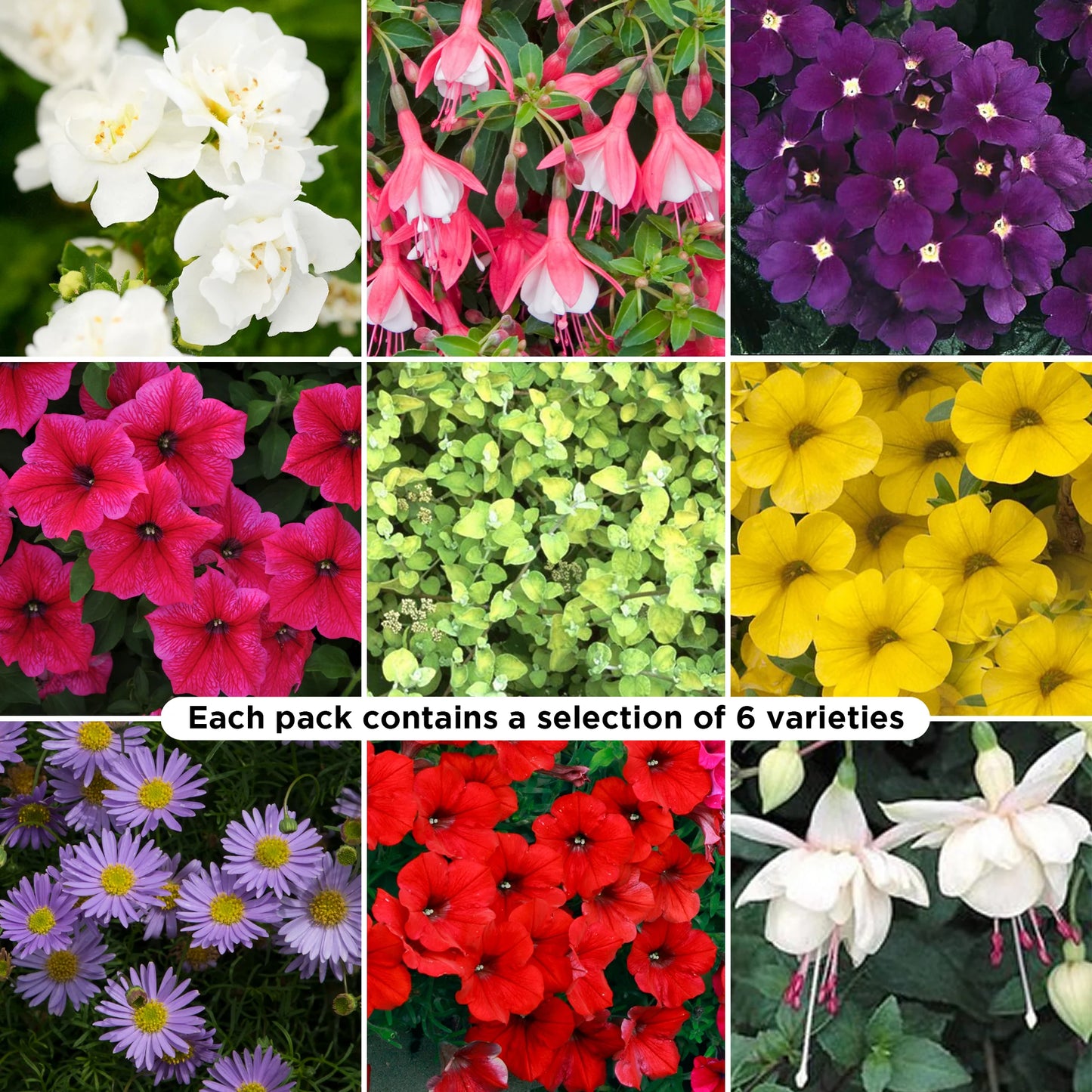 MIXED HANGING BASKET/CONTAINER PLANTS (6 PACK)