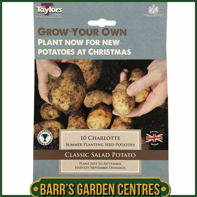 Taylors Bulbs - Winter Charlotte Seed Potato