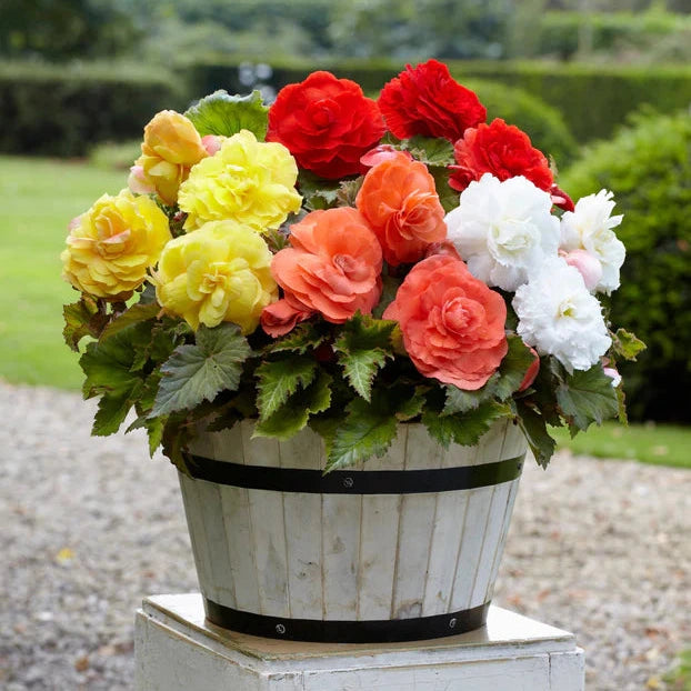 BEGONIA NON-STOP MIXED COLOURS 6 PACK