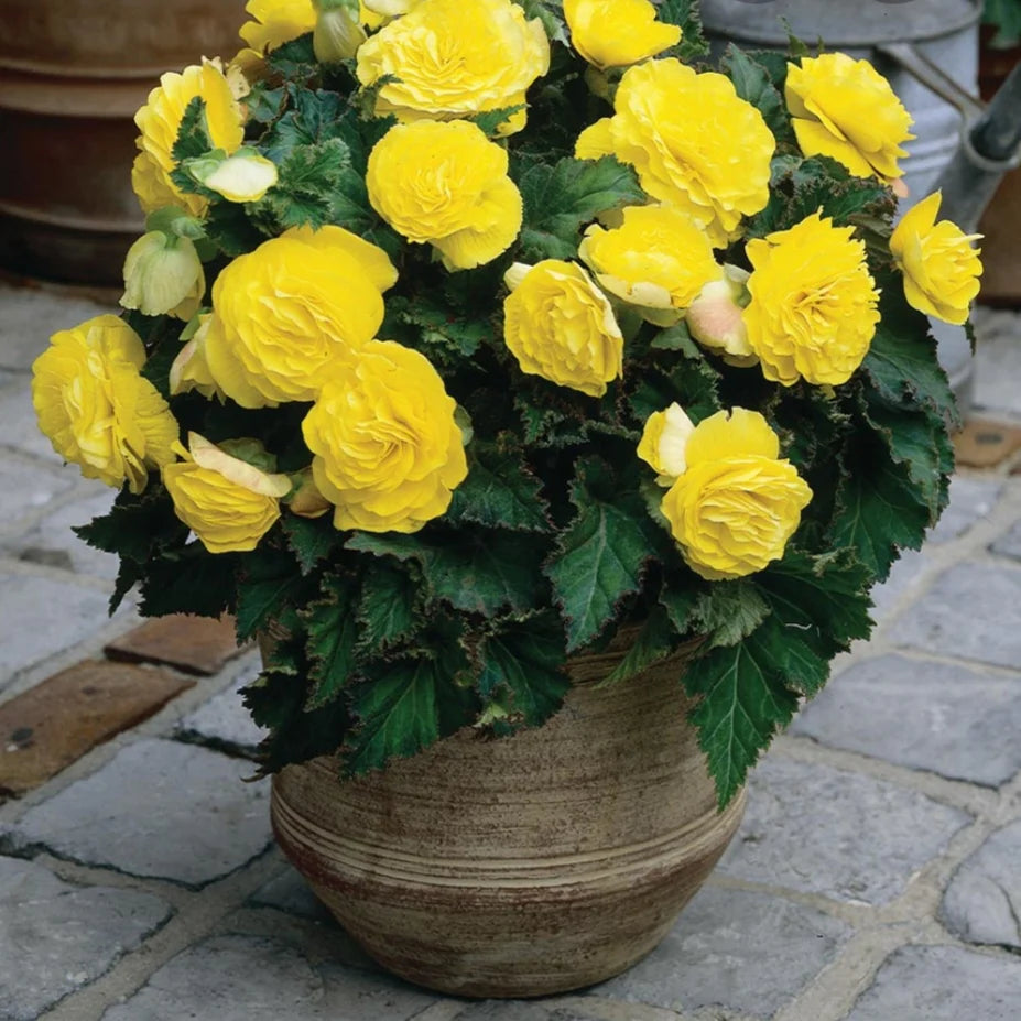 BEGONIA NON-STOP YELLOW 6 PACK