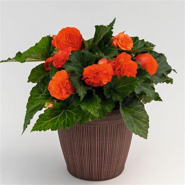 BEGONIA NON-STOP ORANGE 6 PACK