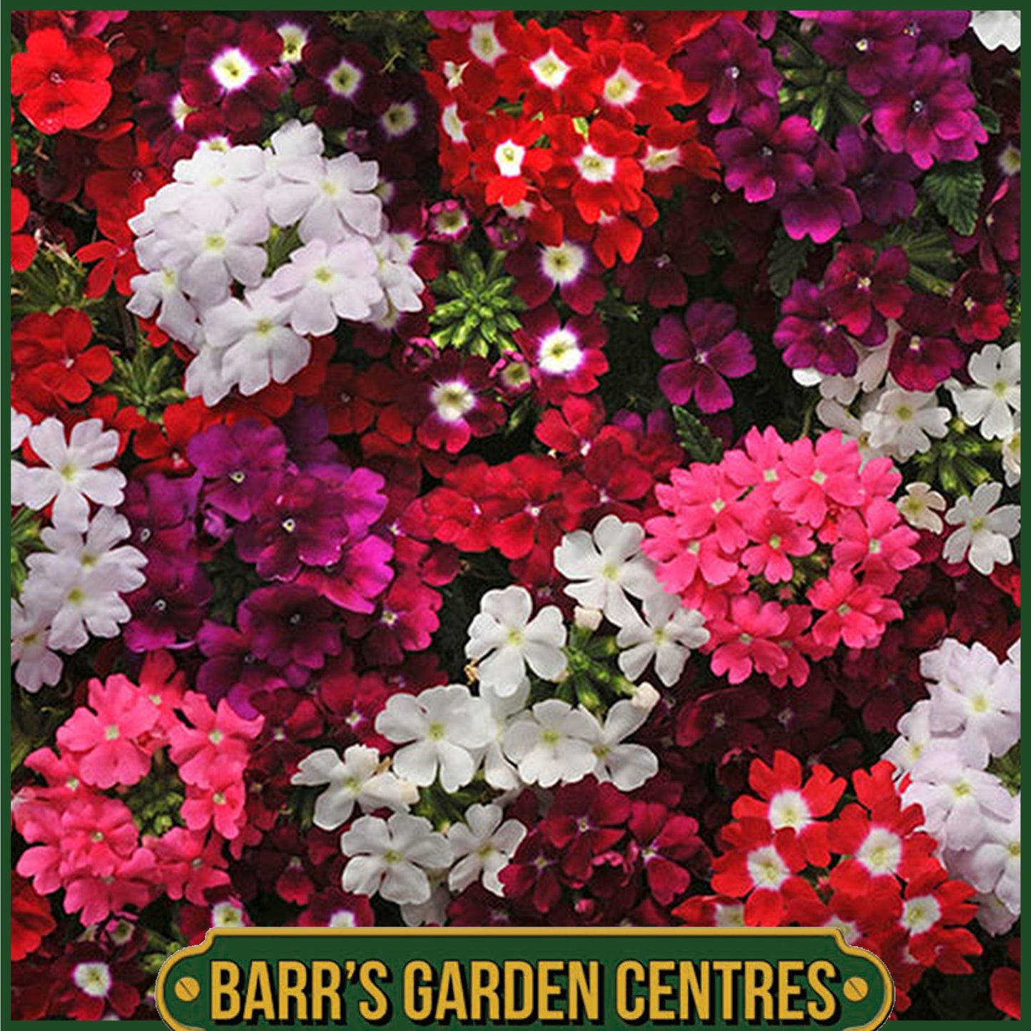 VERBENA MIX 20 PACK
