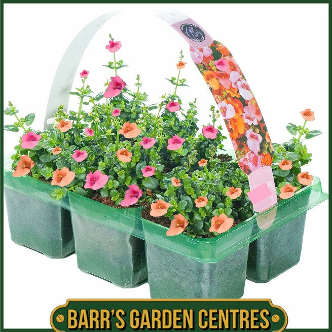 DIASCIA MIX HANGING BASKET/CONTAINER PLANTS (6 PACK)