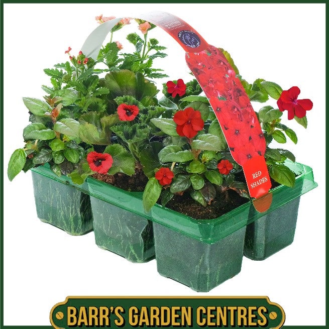 RED SHADES HANGING BASKET/CONTAINER PLANTS (6 PACK)