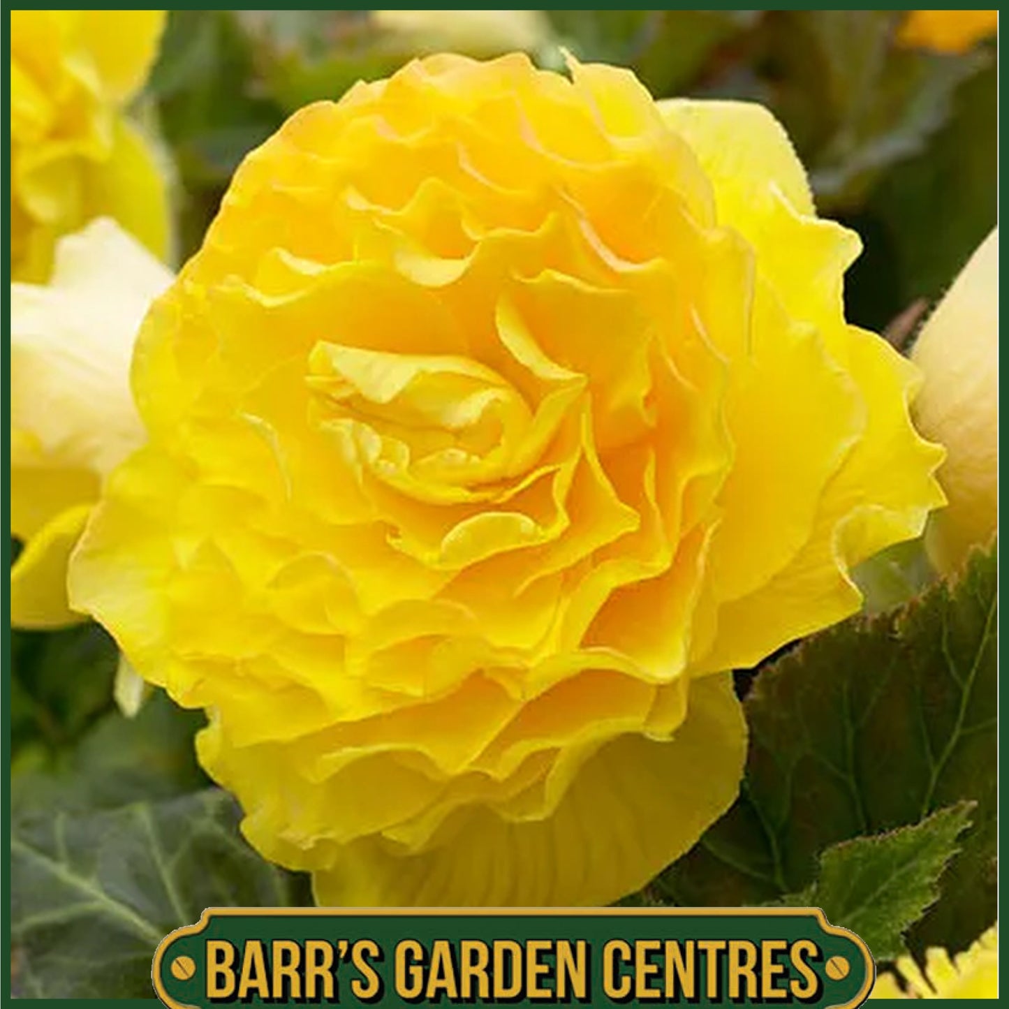 BEGONIA NON-STOP YELLOW 6 PACK