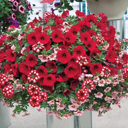 RED SHADES HANGING BASKET/CONTAINER PLANTS (6 PACK)