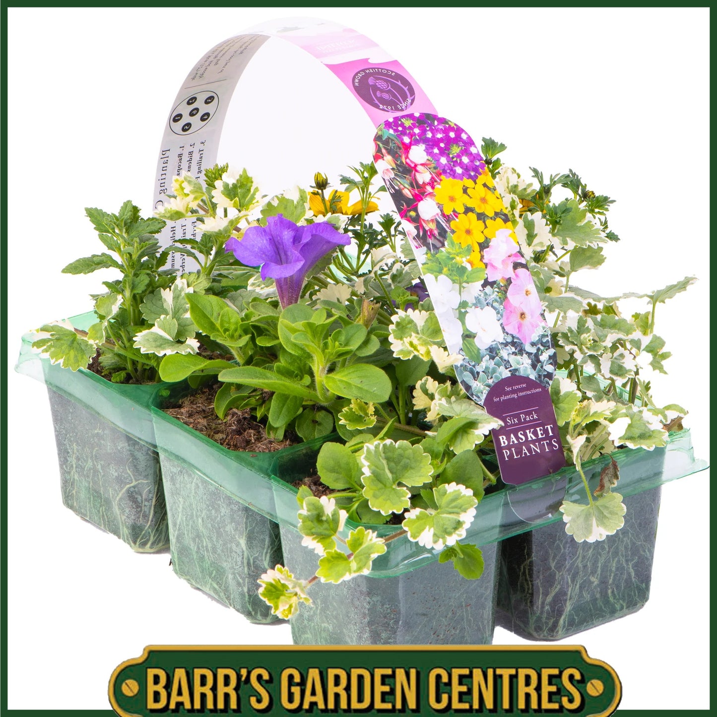 MIXED HANGING BASKET/CONTAINER PLANTS (6 PACK)
