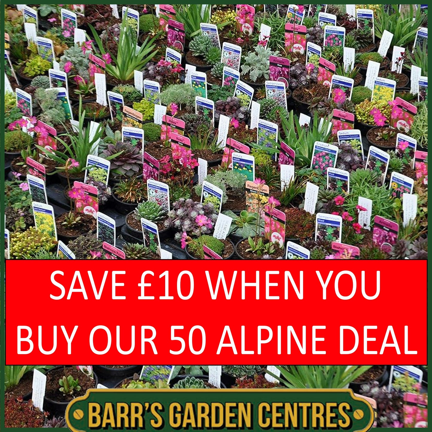 Nurseryman's Selection of Alpines in 9cm pots
