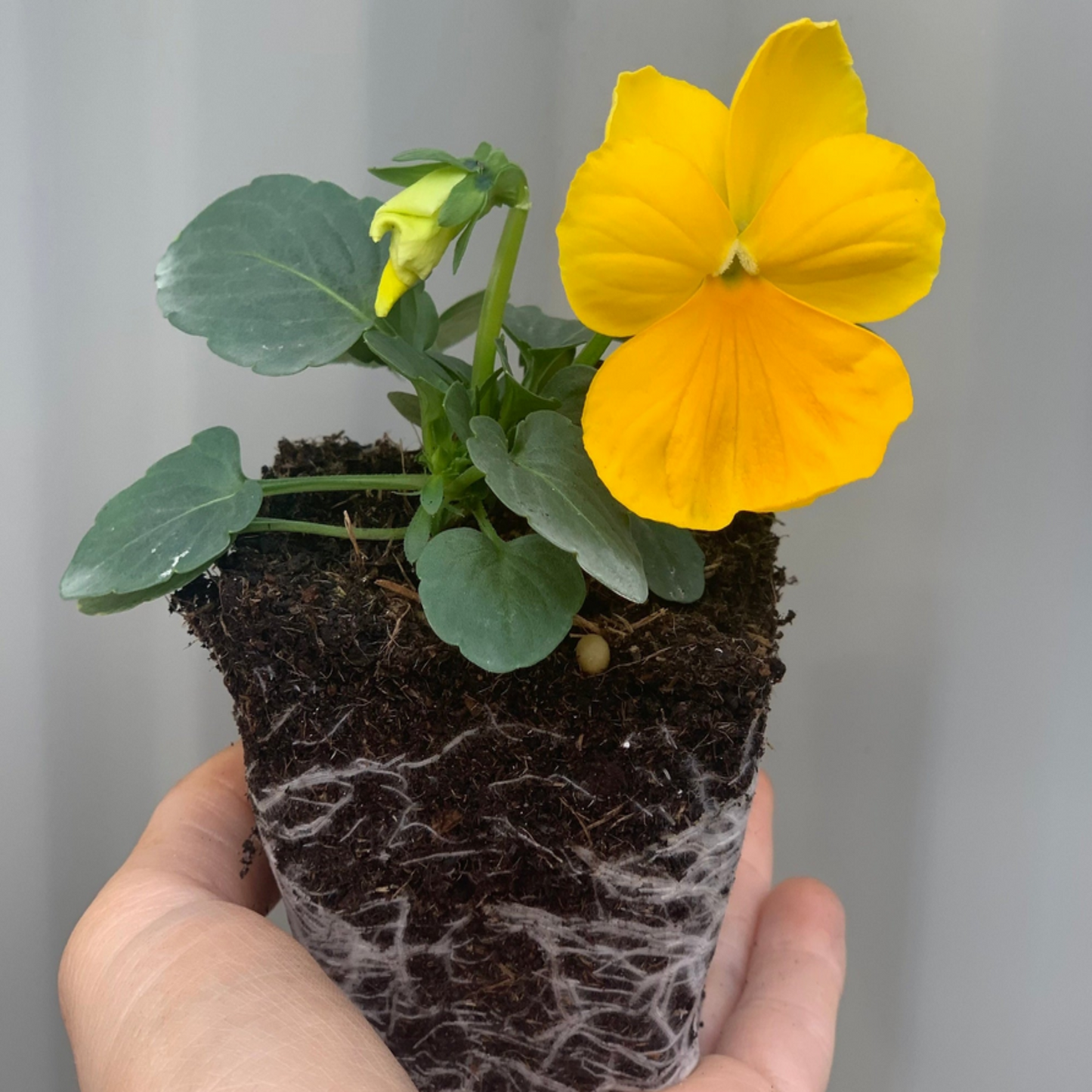 VIOLA MIX 20 PACK