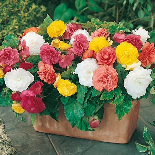 BEGONIA NON-STOP MIXED COLOURS 6 PACK