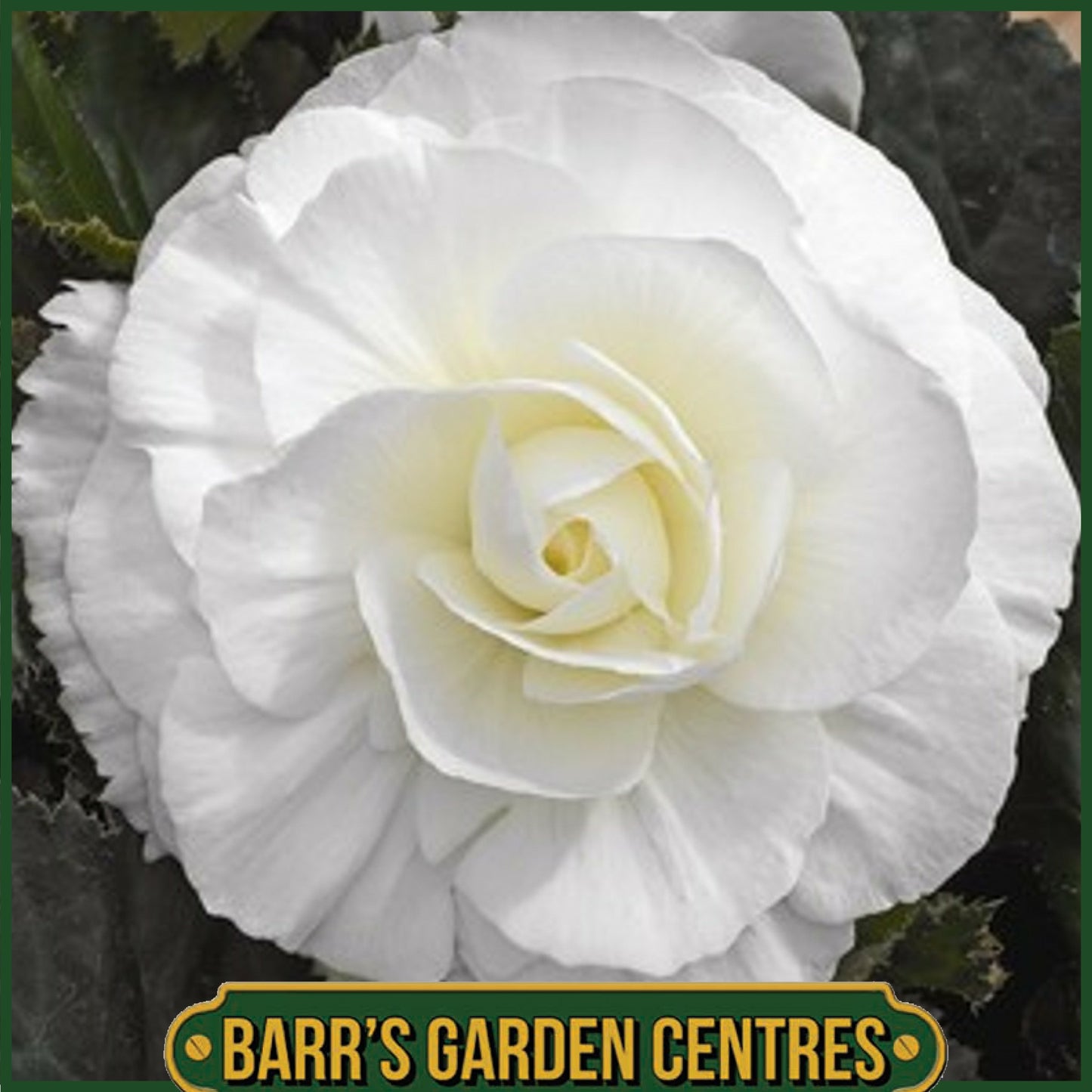 BEGONIA NON-STOP WHITE 6 PACK