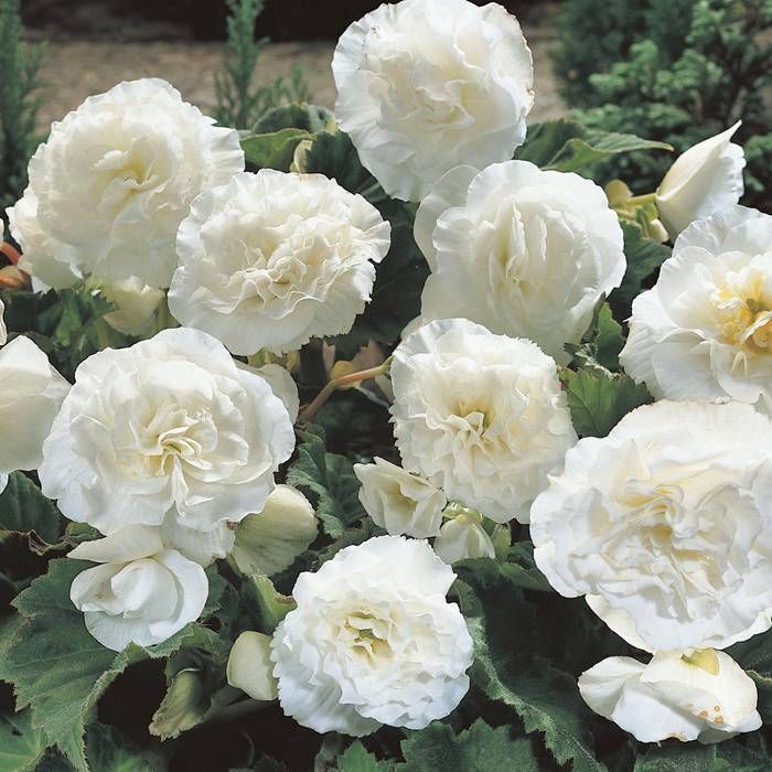 BEGONIA NON-STOP WHITE 6 PACK