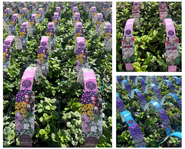 MIXED HANGING BASKET/CONTAINER PLANTS (6 PACK)