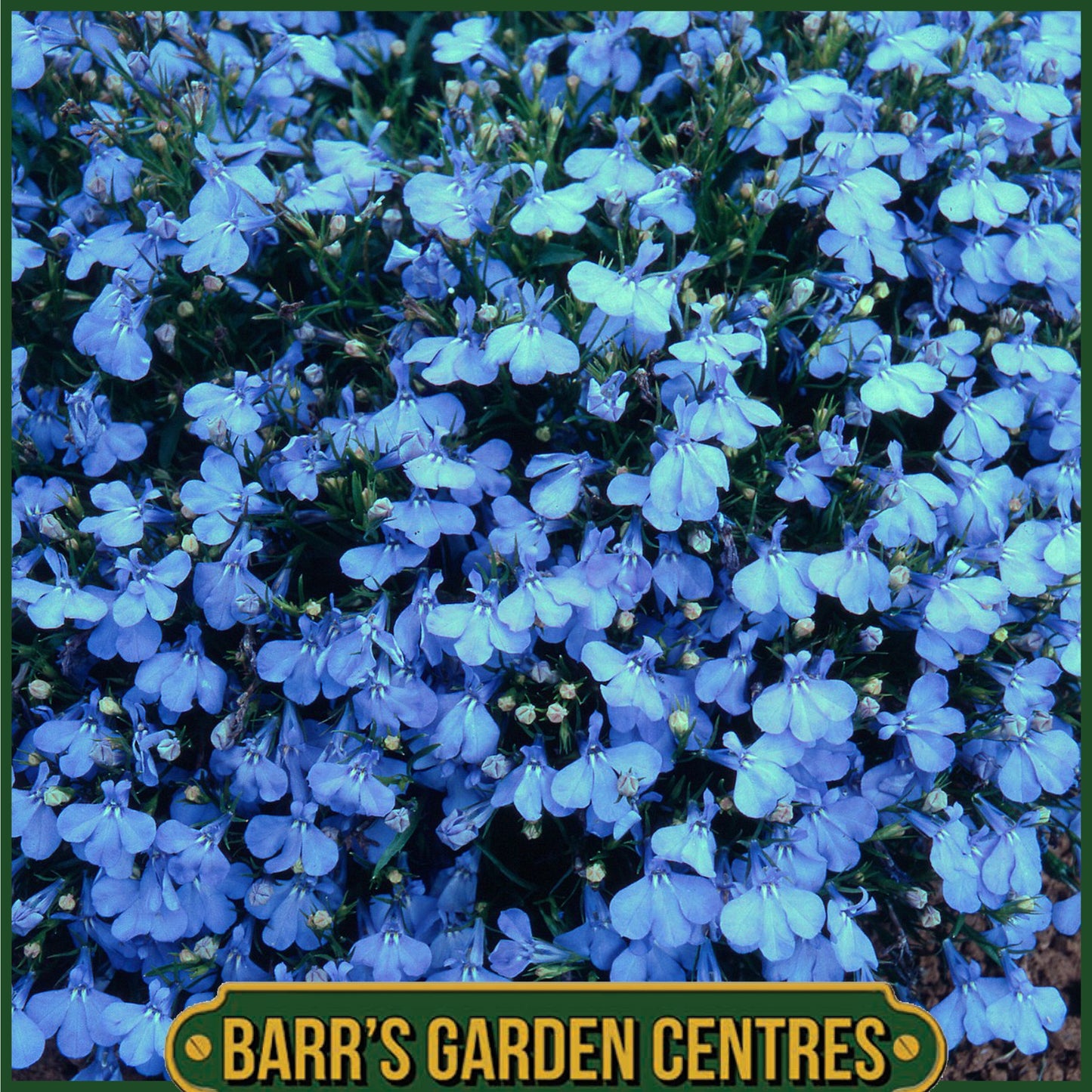 LOBELIA CAMBRIDGE BLUE (UPRIGHT) 10 PACK
