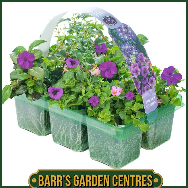 PURPLE SHADES HANGING BASKET/CONTAINER PLANTS (6 PACK)