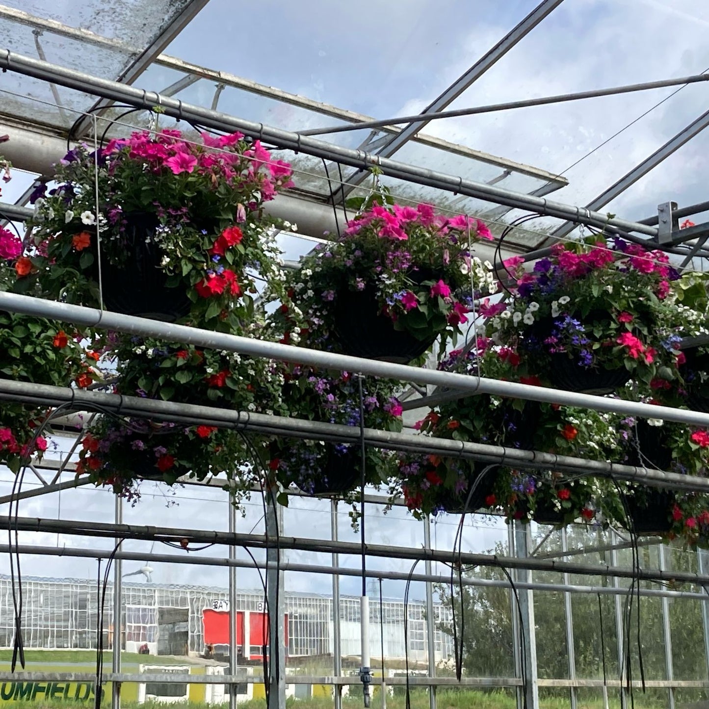 14" PLANTED HANGING BASKET