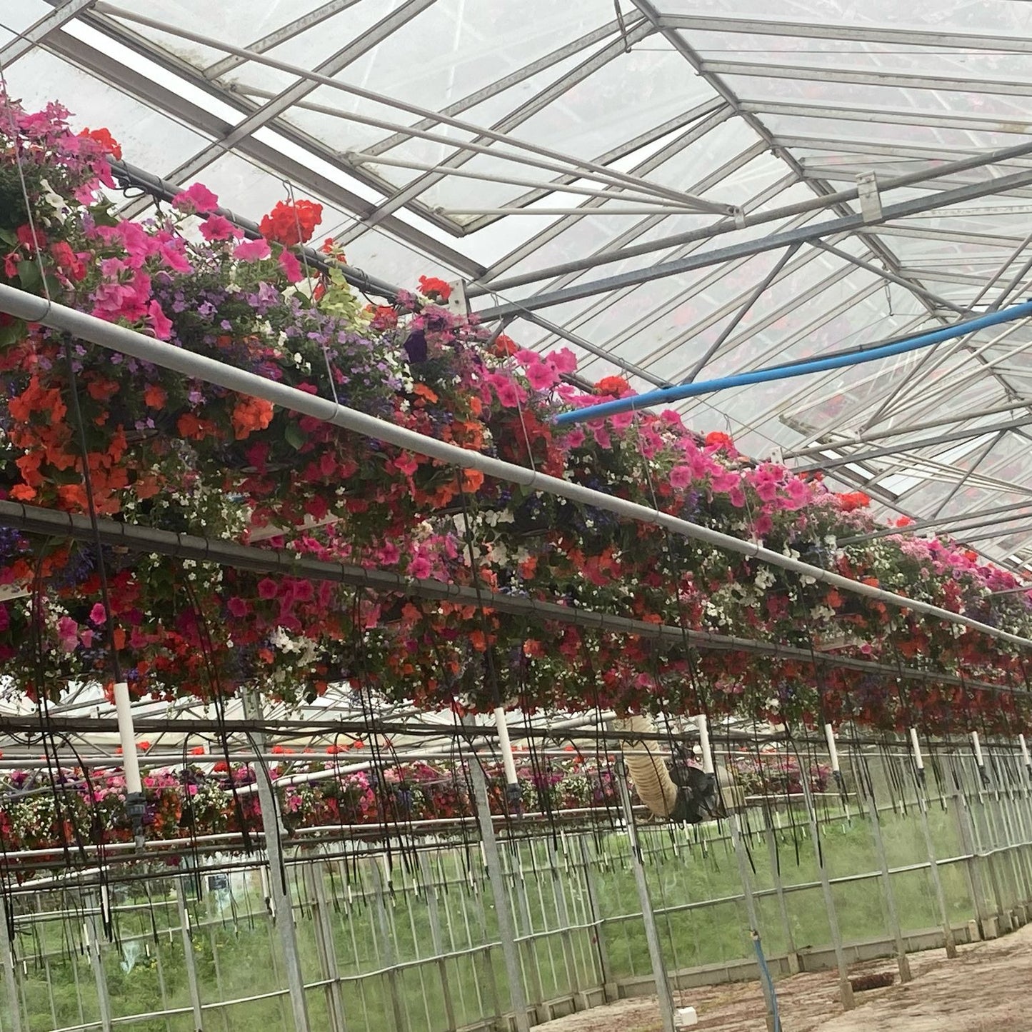 14" PLANTED HANGING BASKET