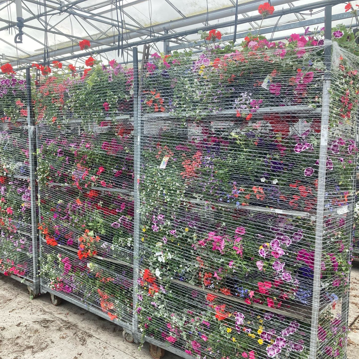 14" PLANTED HANGING BASKET