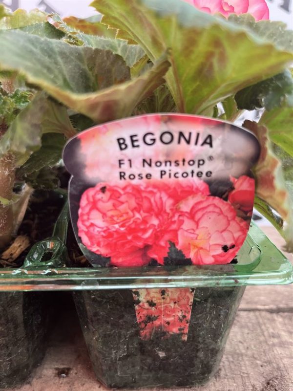 BEGONIA NON-STOP ROSE PICOTEE 6 PACK