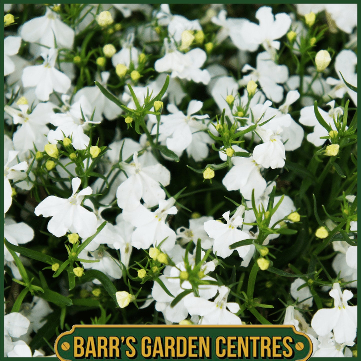 LOBELIA WHITE LADY (UPRIGHT) 10 PACK