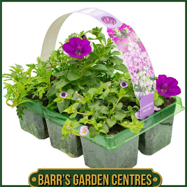 lavender plants for hanging baskets LAVENDER SHADES HANGING BASKET/CONTAINER PLANTS (6 PACK) – Barrs Garden Centres