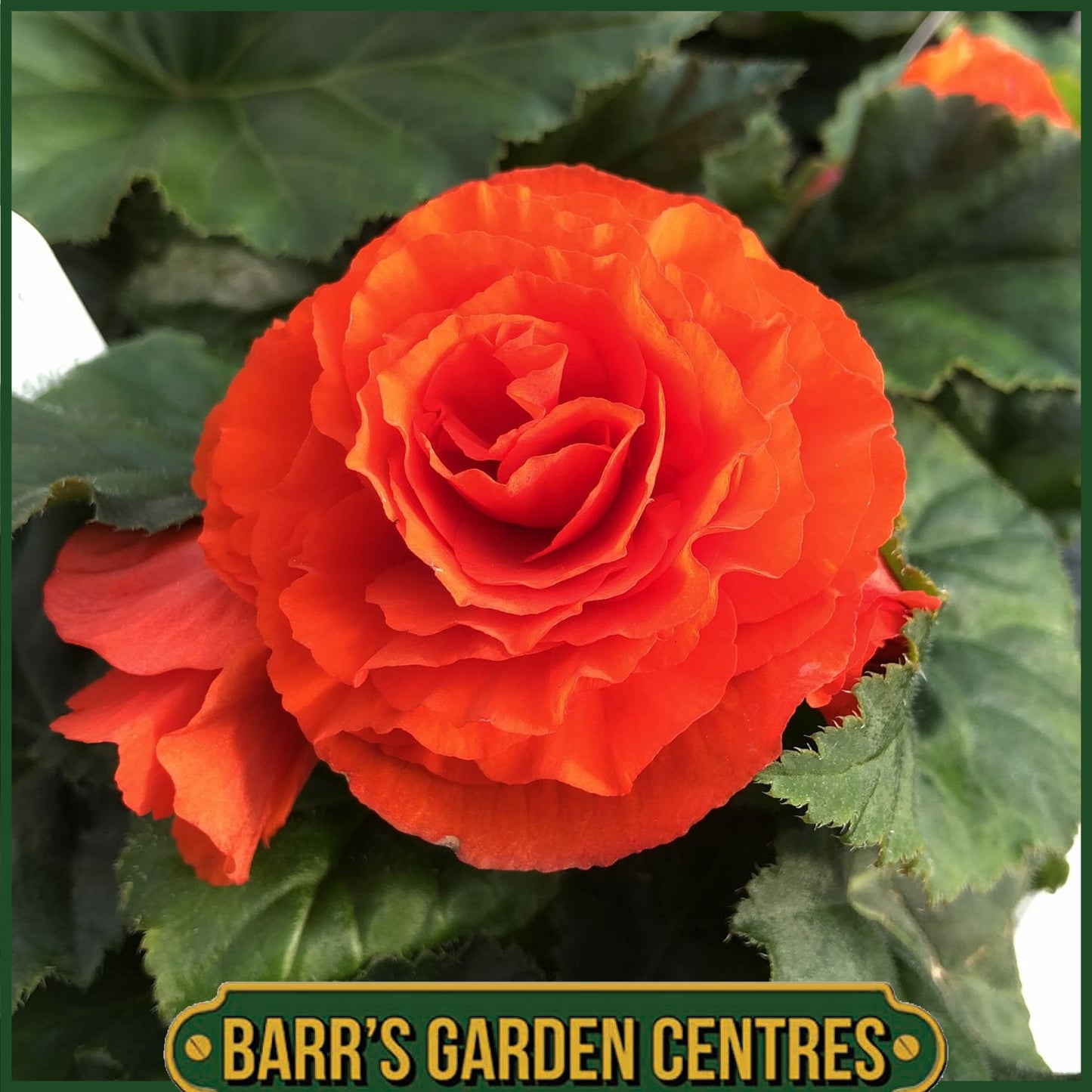 BEGONIA NON-STOP ORANGE 6 PACK