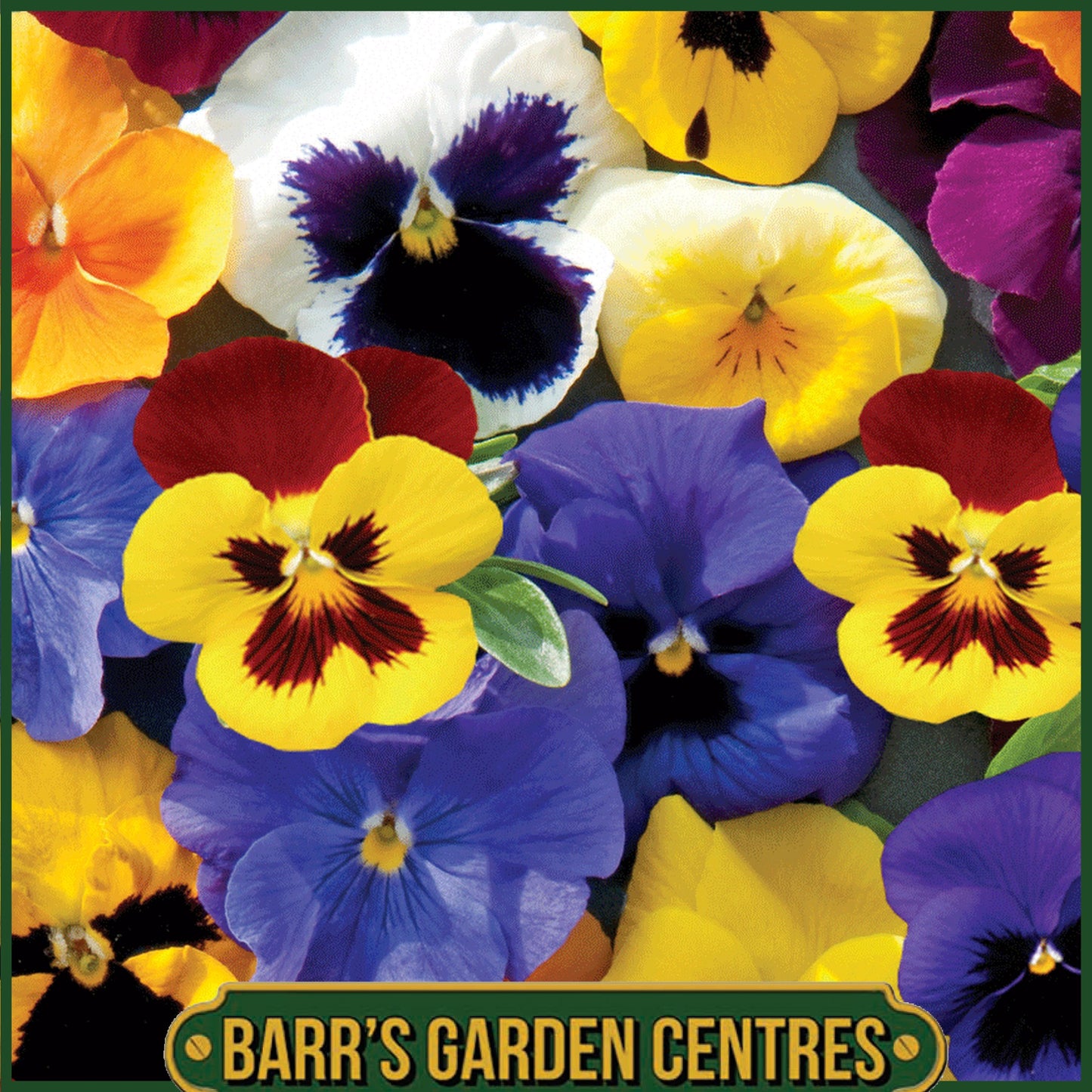 PANSY MIX 20 PACK