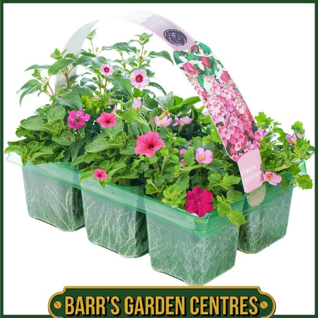 PINK SHADES HANGING BASKET/CONTAINER PLANTS (6 PACK)