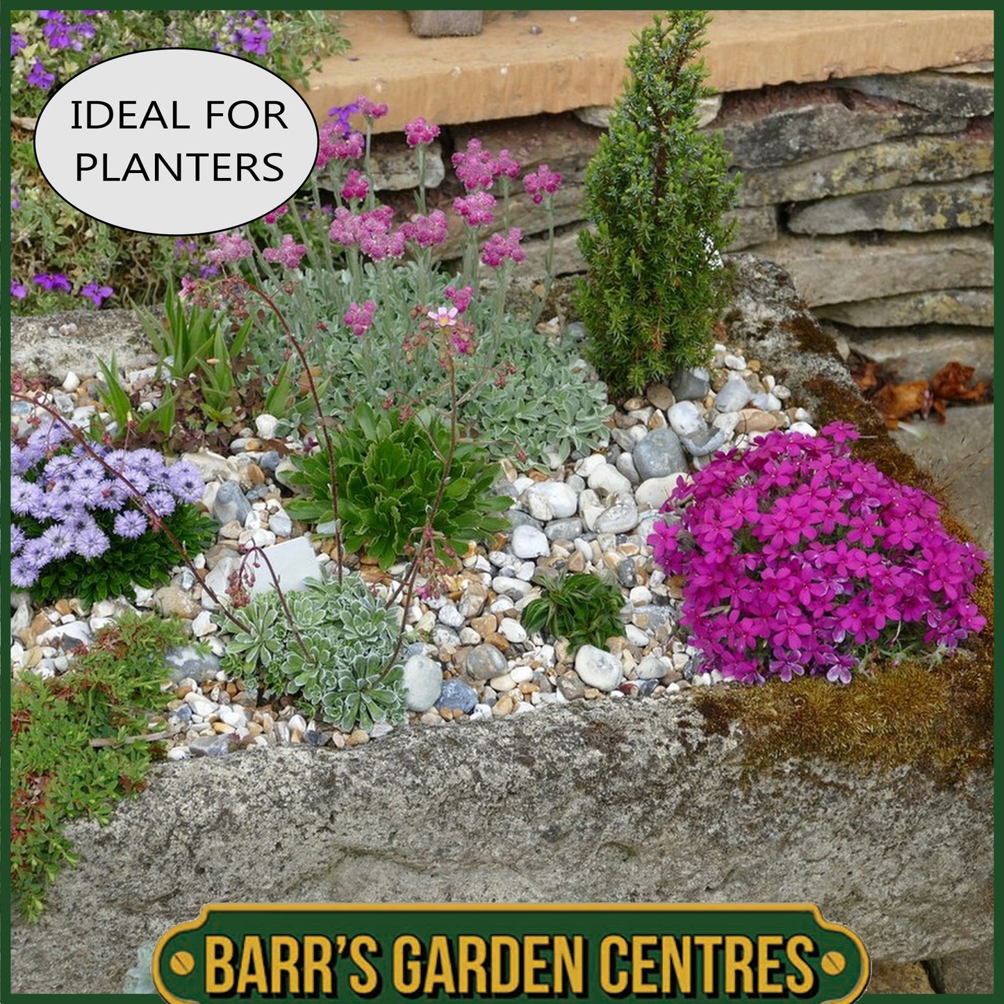 Nurseryman's Selection of Alpines in 1 litre pots