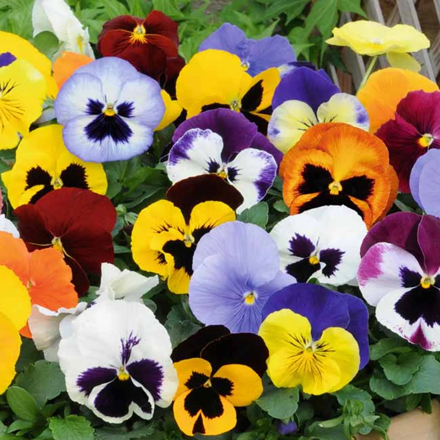 PANSY MIX 20 PACK