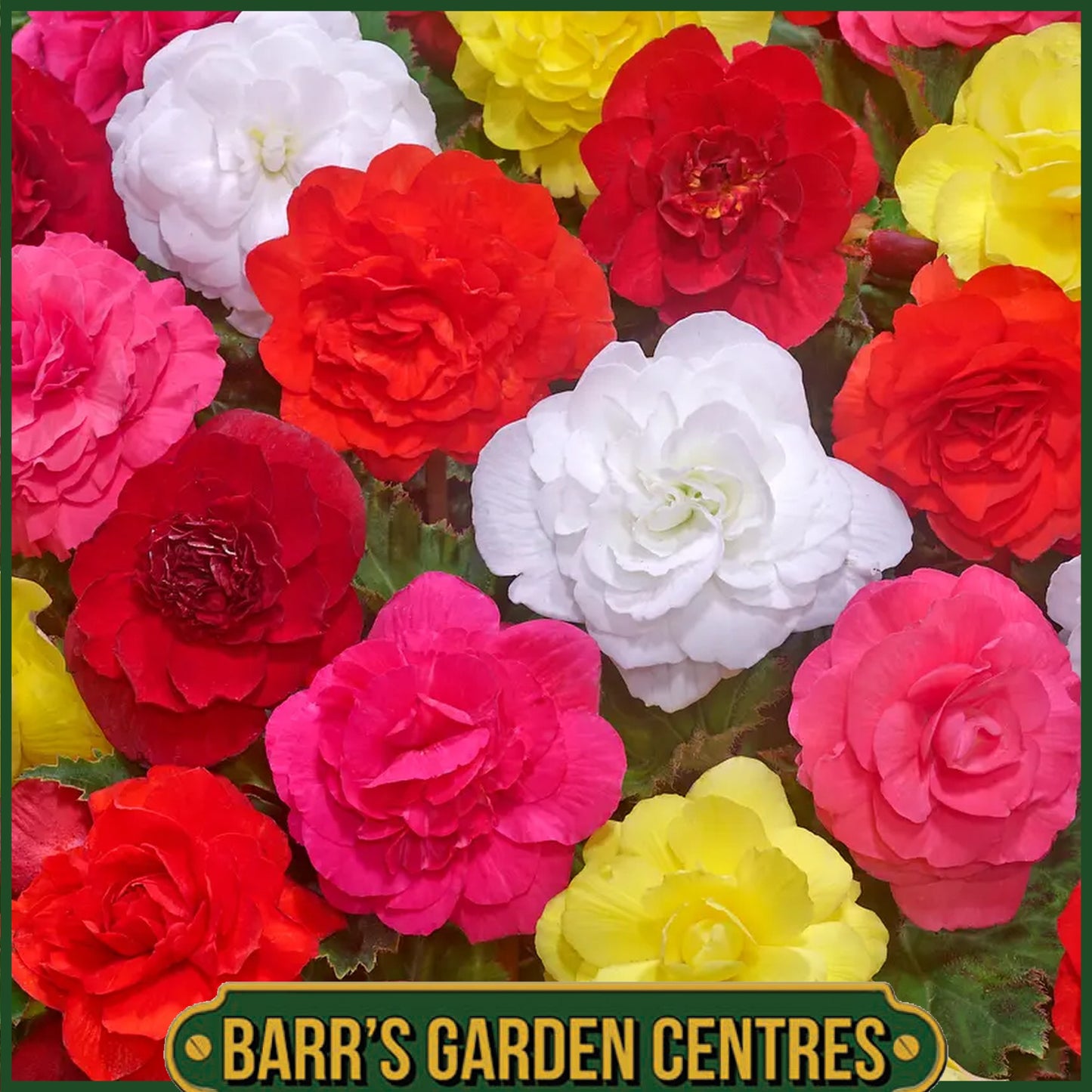 BEGONIA NON-STOP MIXED COLOURS 6 PACK