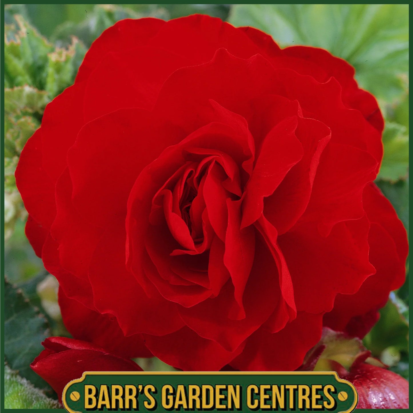 BEGONIA NON-STOP RED 6 PACK