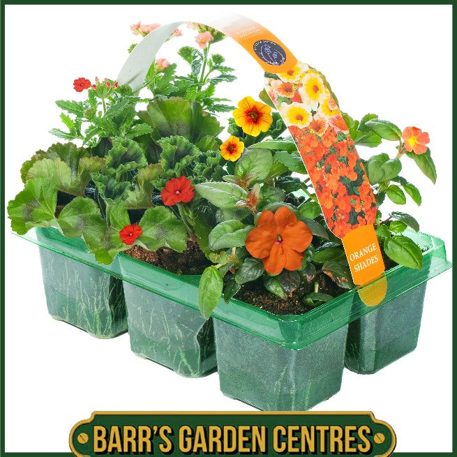 ORANGE SHADES HANGING BASKET/CONTAINER PLANTS (6 PACK)