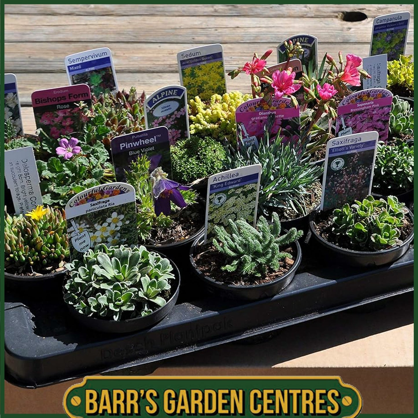 Nurseryman's Selection of Alpines in 9cm pots
