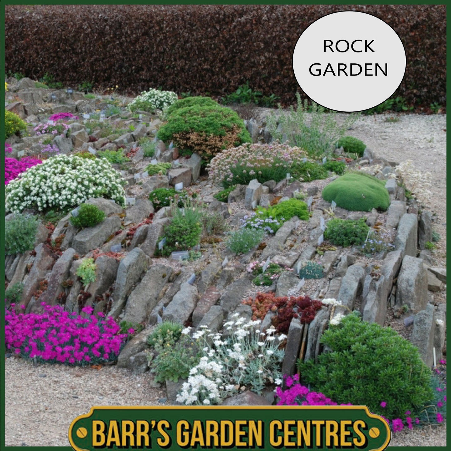 Nurseryman's Selection of Alpines in 1 litre pots