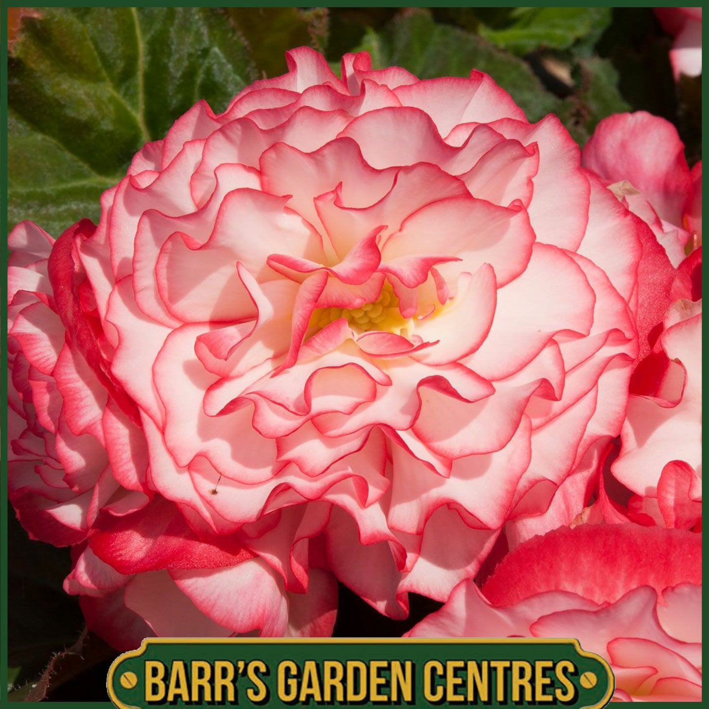 BEGONIA NON-STOP ROSE PICOTEE 6 PACK
