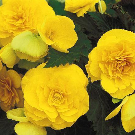 BEGONIA NON-STOP YELLOW 6 PACK