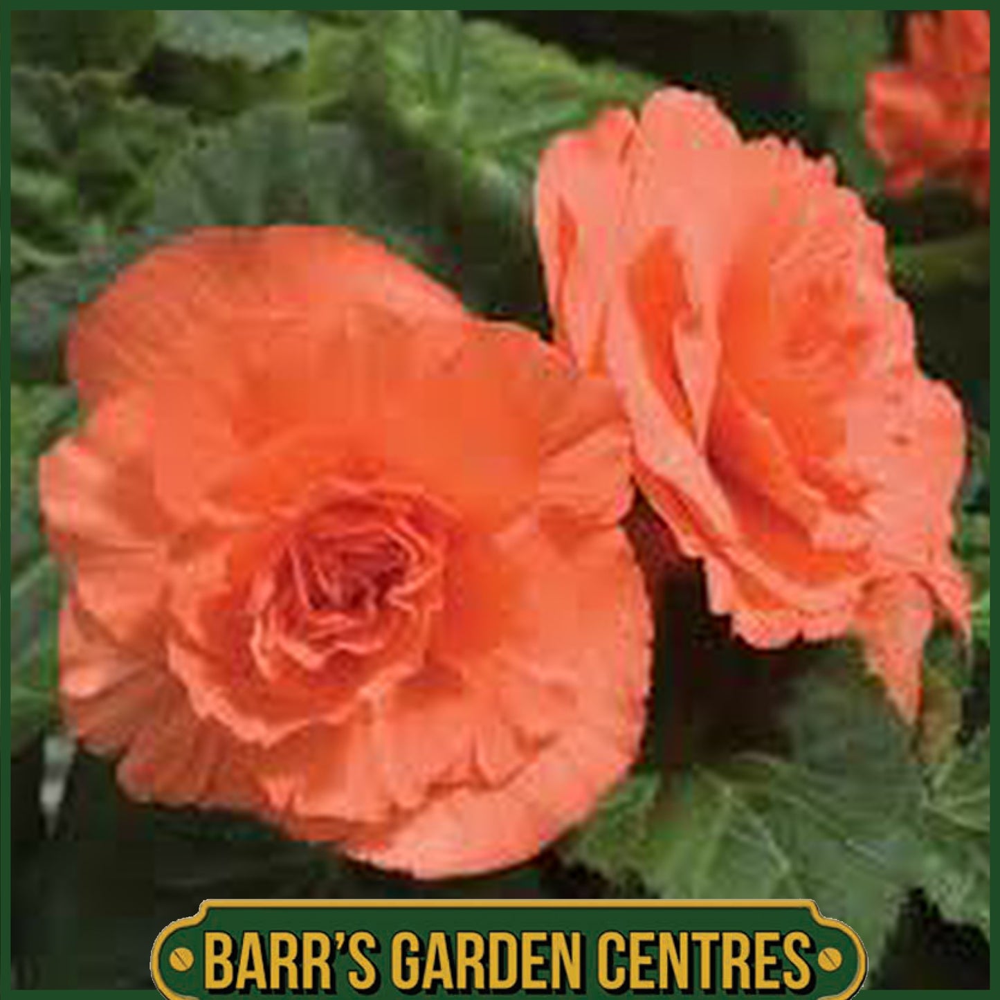 BEGONIA NON-STOP SALMON 6 PACK