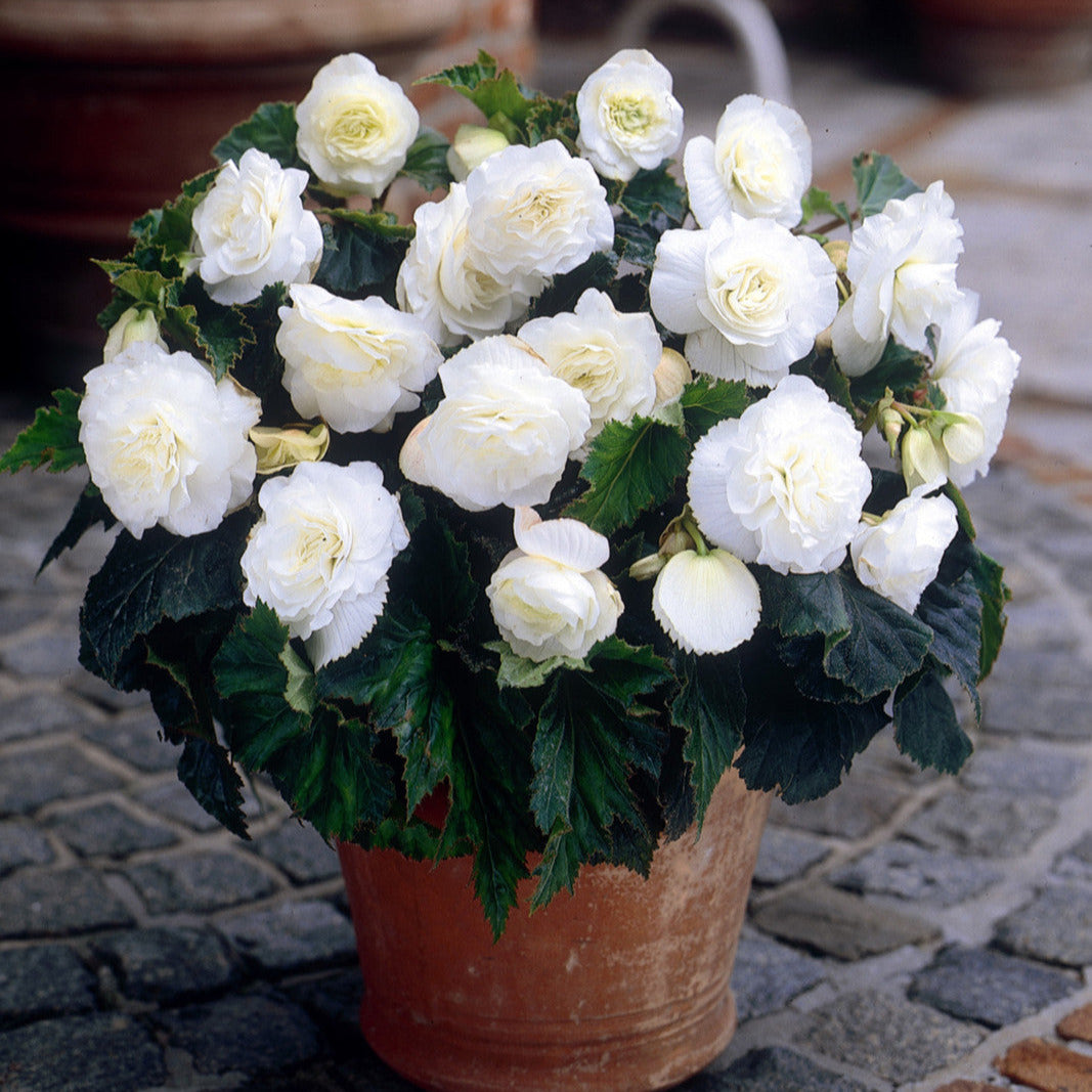 BEGONIA NON-STOP WHITE 6 PACK