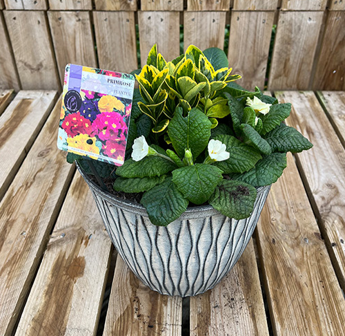 Primrose Planters ๐บ