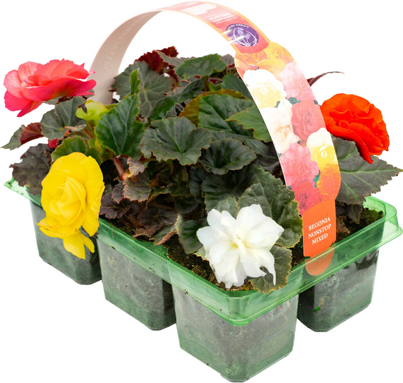 BEGONIA NON-STOP MIXED COLOURS 6 PACK