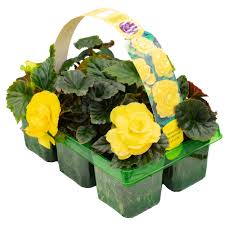 BEGONIA NON-STOP YELLOW 6 PACK