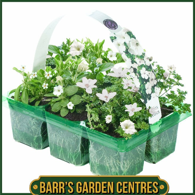 WHITE SHADES HANGING BASKET/CONTAINER PLANTS (6 PACK)